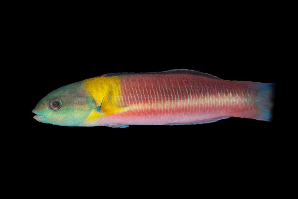 Paddlefin Wrasse