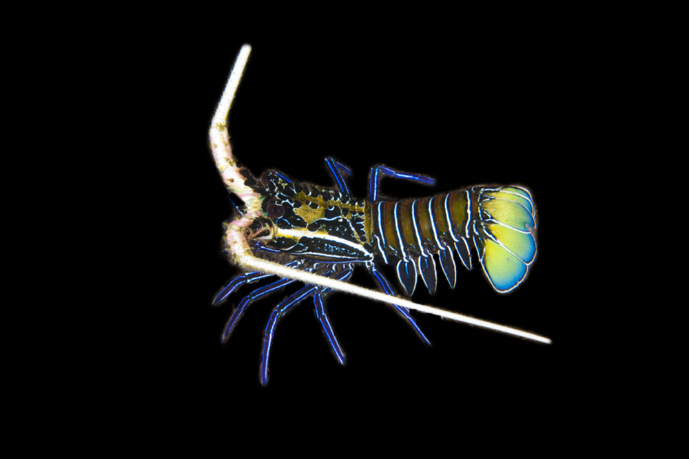 Painted Crayfish