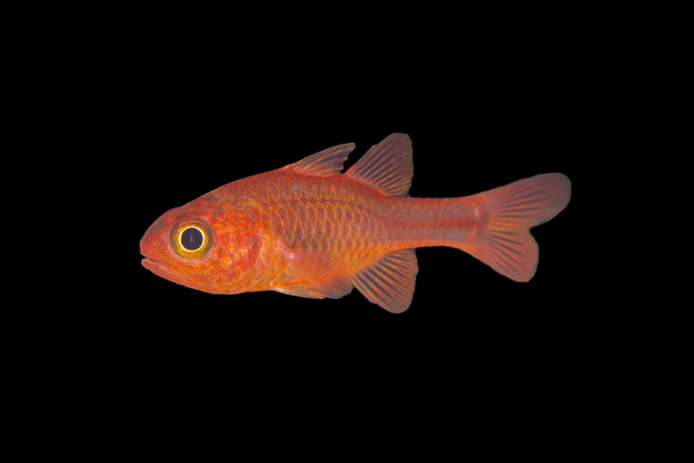 Ruby Cardinalfish
