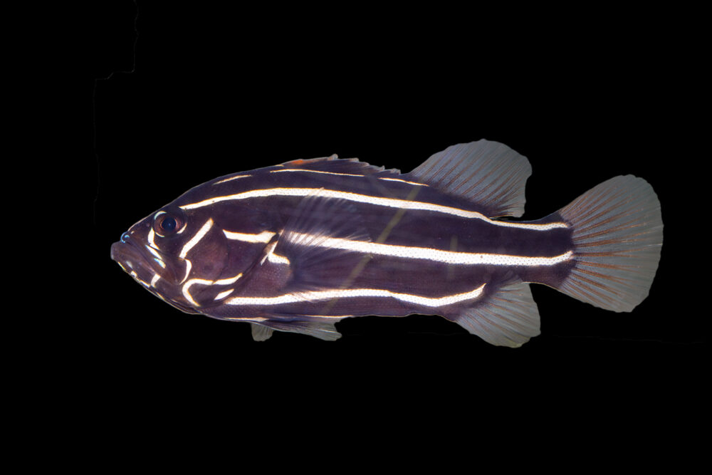 Sixline Soapfish