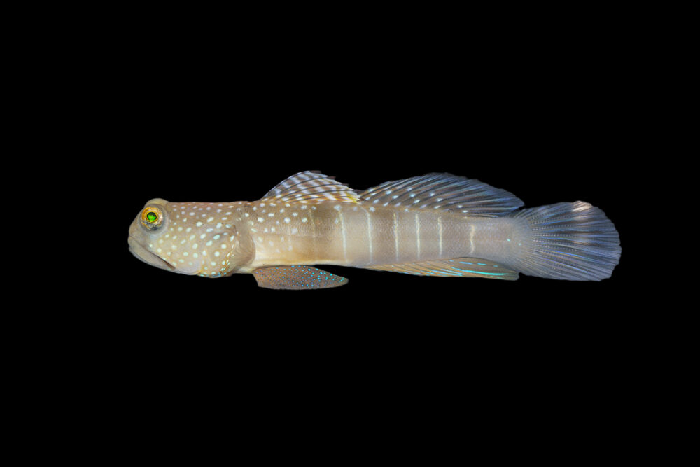 Spotted Watchman Goby