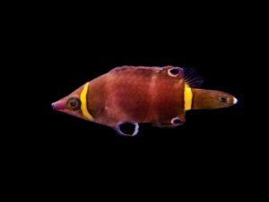 Yellow Banded Possum Wrasse