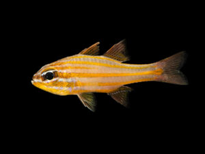 Yellowstriped Cardinalfish