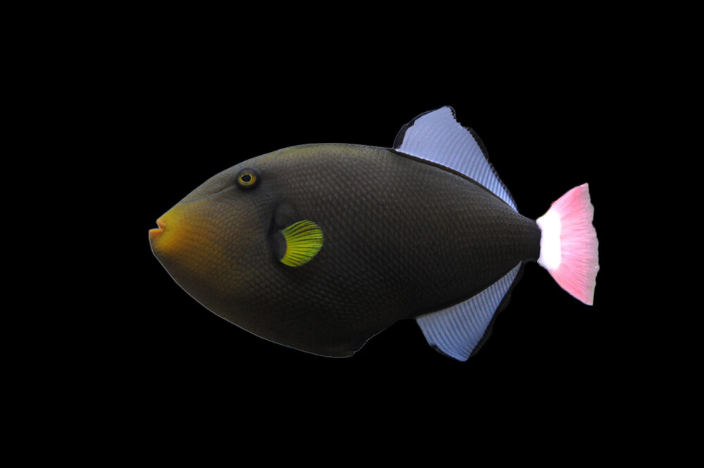 Pinktail Triggerfish
