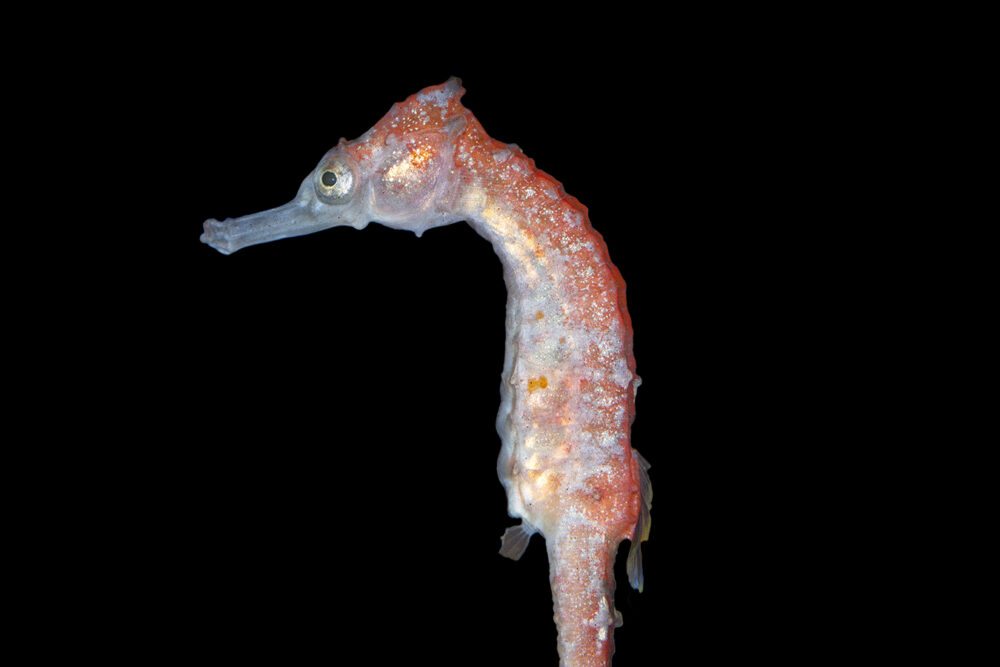 Whitei Seahorse
