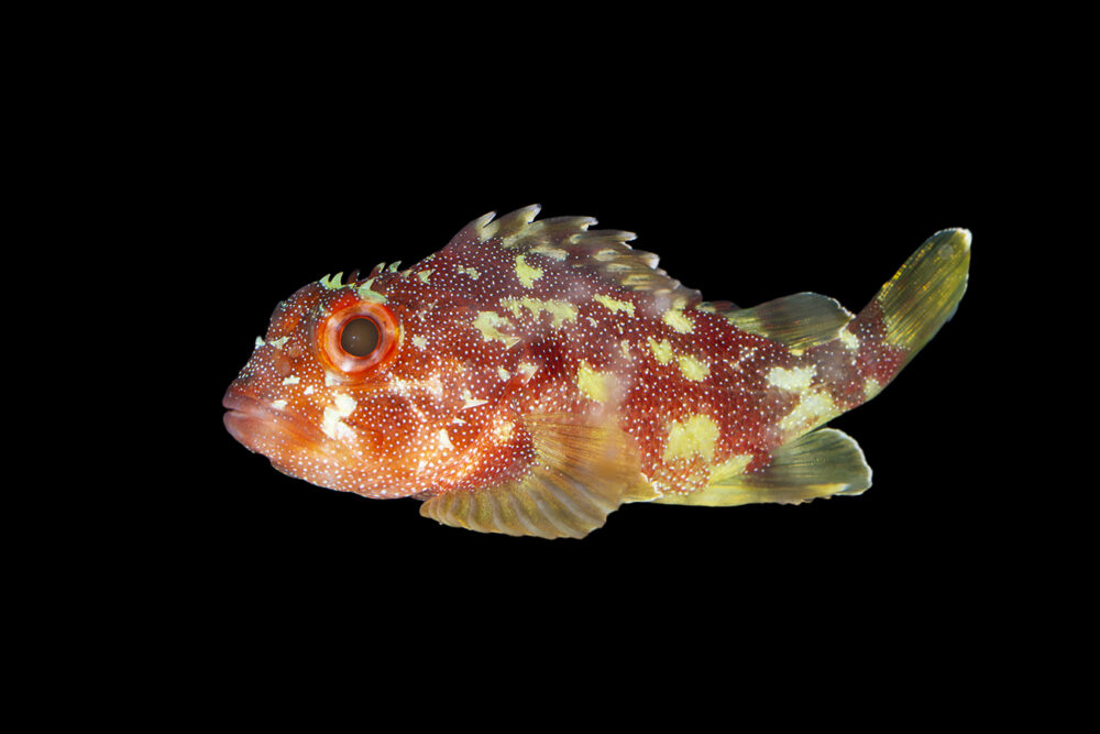 Yellow Spot Scorpionfish