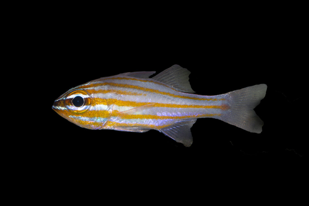 Yellow Stripe Cardinalfish