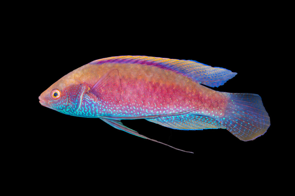 Beaus Fairy Wrasse Male