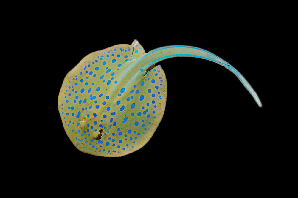 Blue Spot Stingray