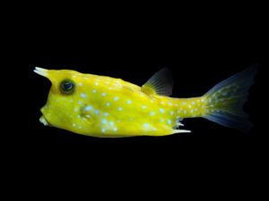 Longhorn Cowfish