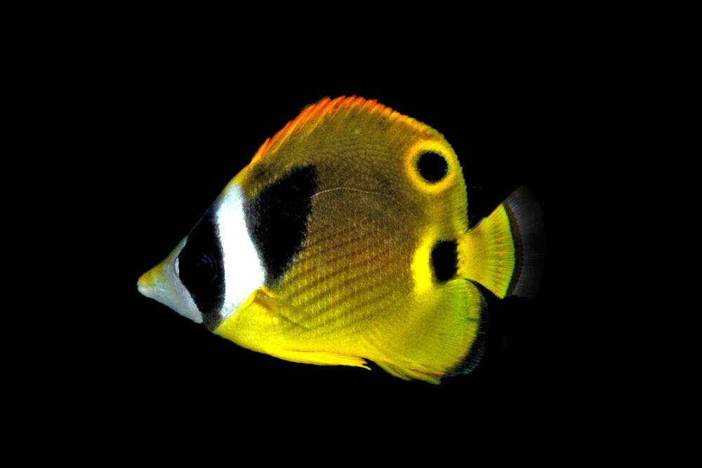 Raccoon Butterflyfish