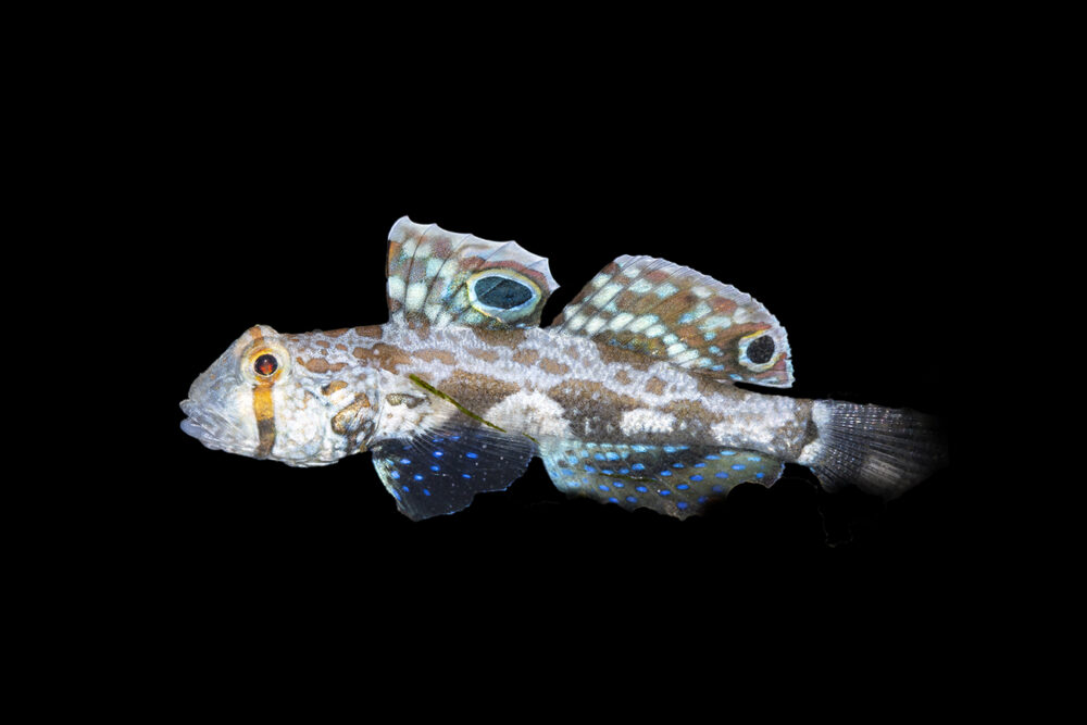 Twin Spot Goby
