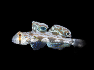 Two Spot Goby
