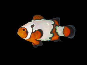 Snowflake Clownfish