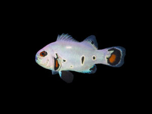 Super Storm Clownfish