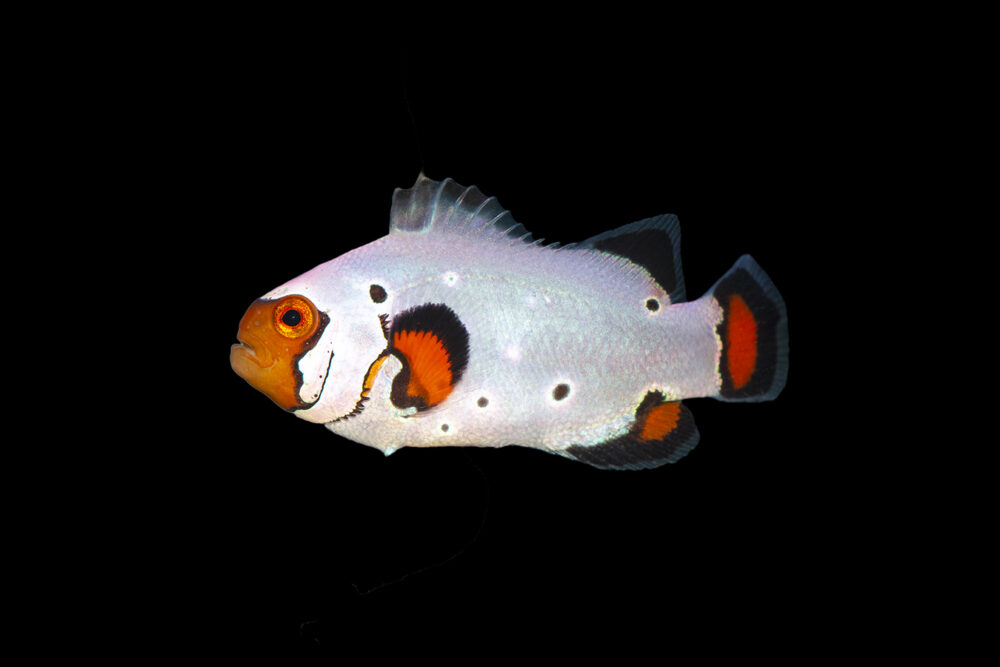 Wyoming White Clownfish 1