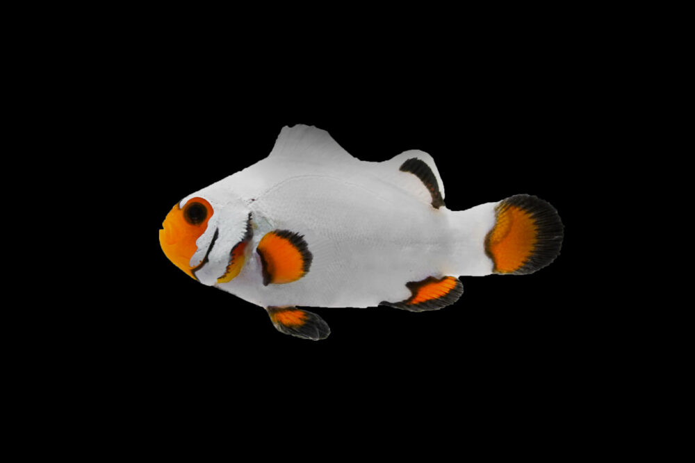 Wyoming White Clownfish