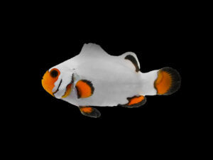 Wyoming White Clownfish