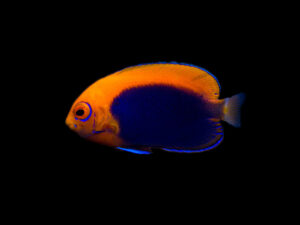 Flameback Angelfish