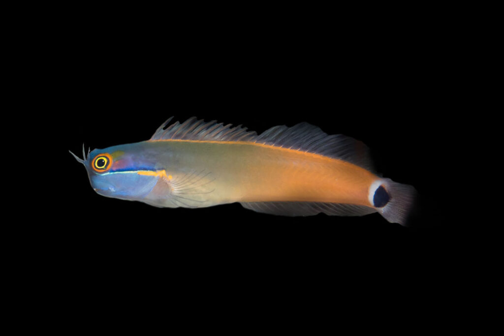 Shop Tail Spot Blenny Reeftopia Australia's Source For Premium Fish