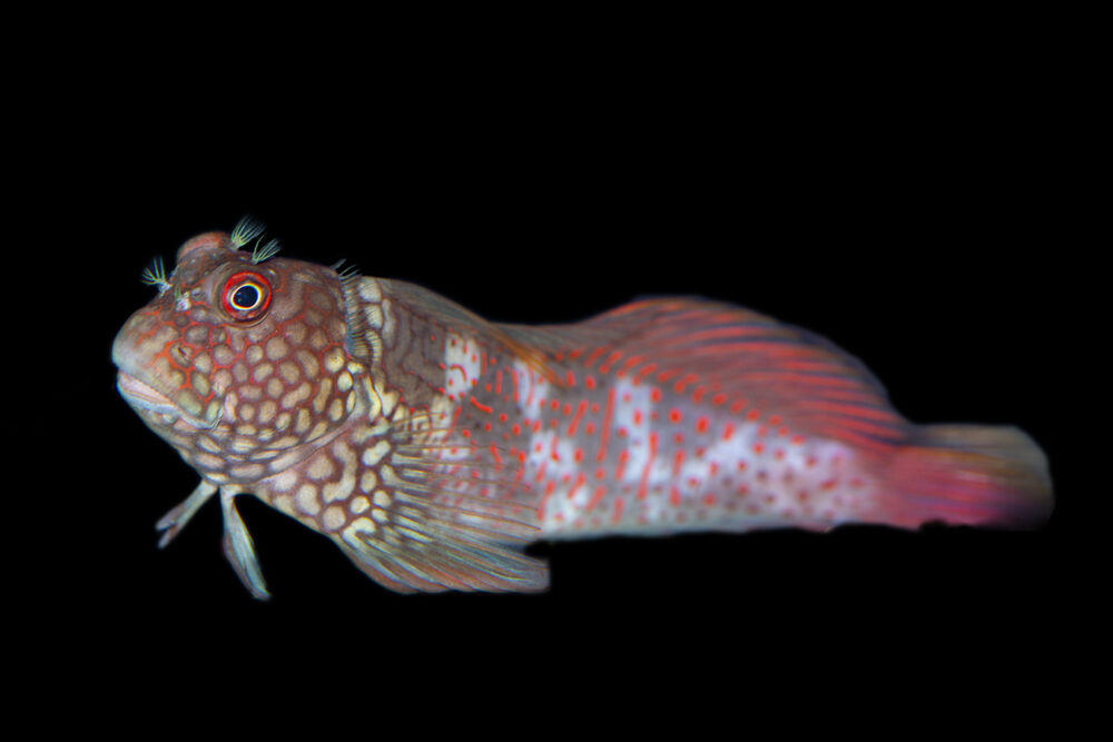 Ember Blenny