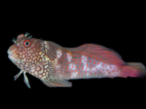 Ember Blenny
