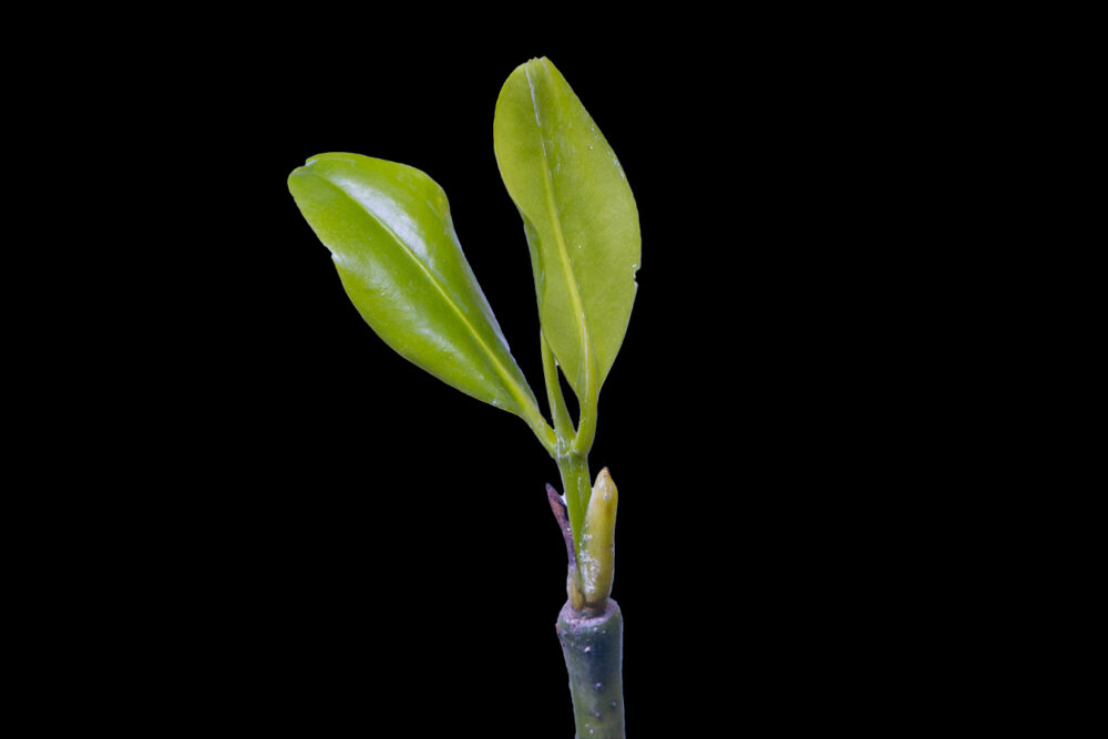 Stilted Mangrove