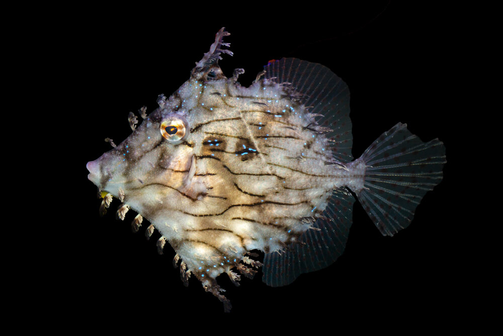 Tassled Filefish