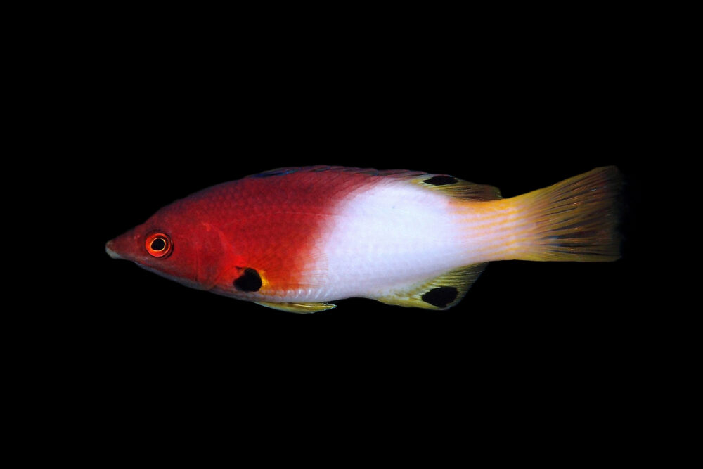 Axil Spot Hogfish