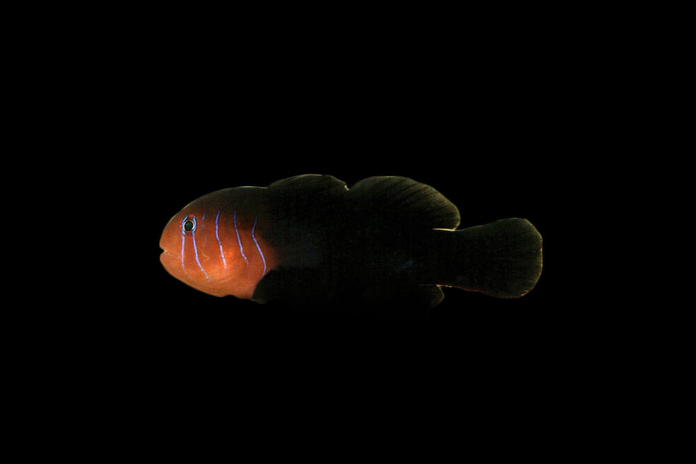 Five Lined Clown Goby