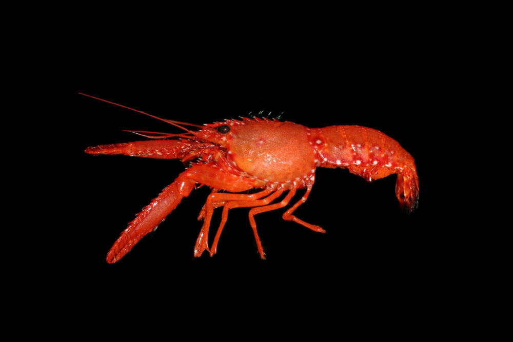 Red Reef Lobster
