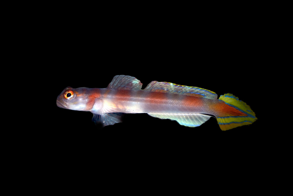 Flagtail Shrimp Goby