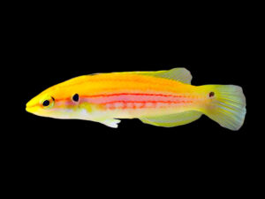 Yellow Candy Hogfish - Small (1 - 4cm)