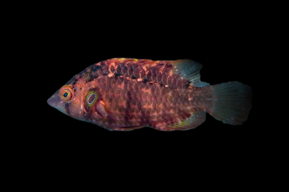 Cryptic Wrasse