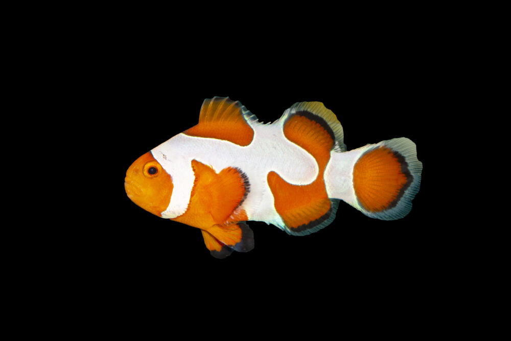 DaVinci Clownfish