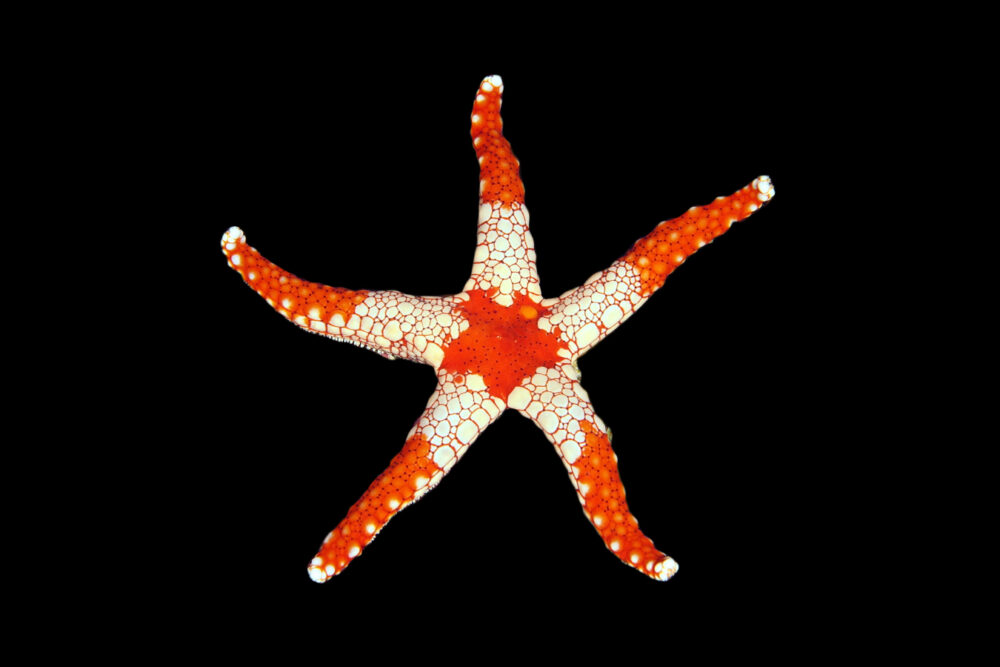 Elegant Starfish