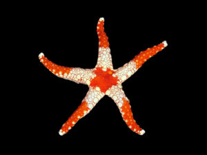Elegant Starfish