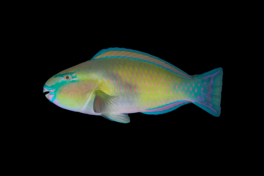 Indian Parrotfish