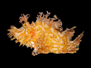 Eschmeyeri Scorpionfish
