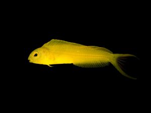 Canary Blenny