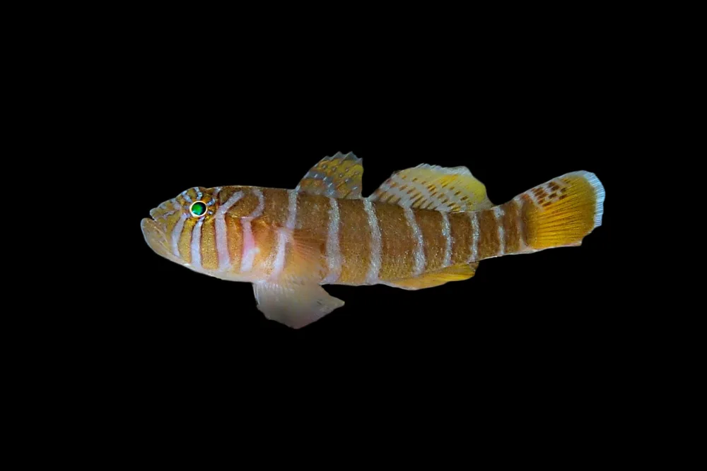 Girdled Goby