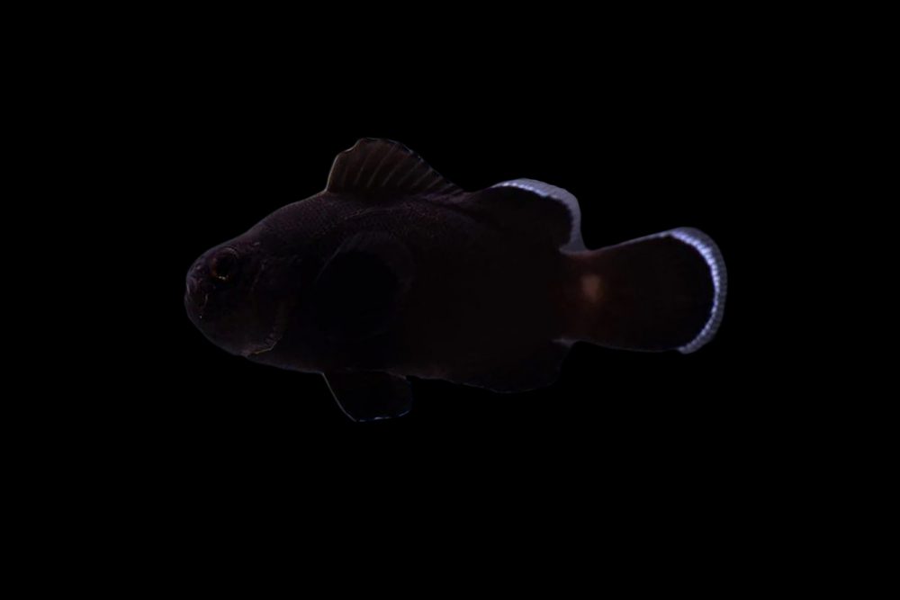Midnight Clownfish