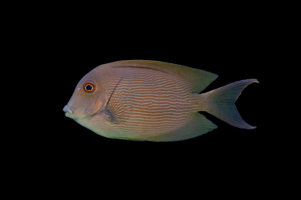 Orange Stripe Bristletooth Tang