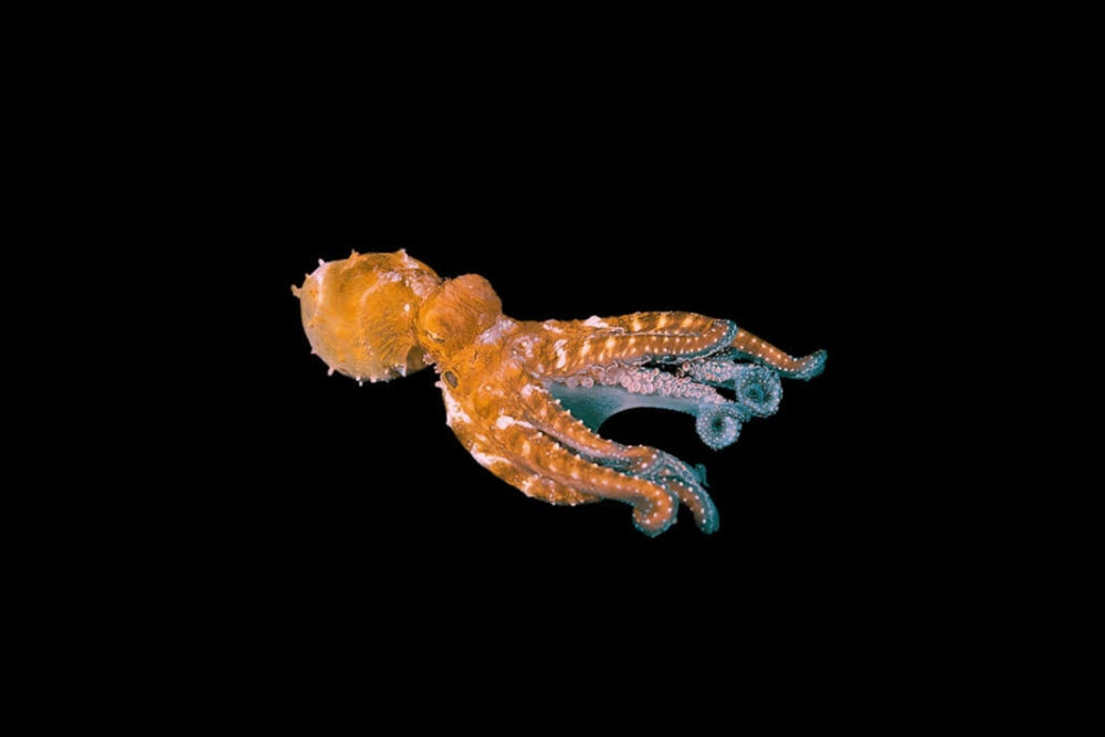 Octopus