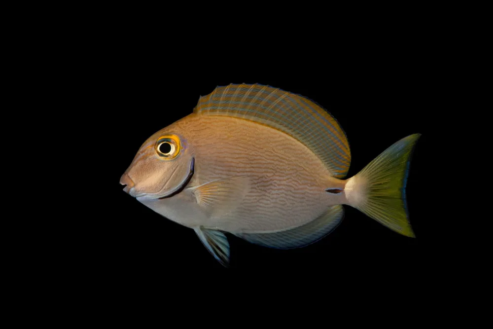 Ringtail Tang jpg