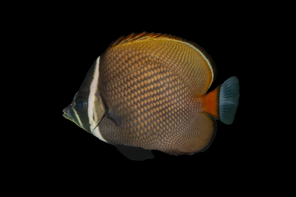 Pakistan Butterflyfish scaled