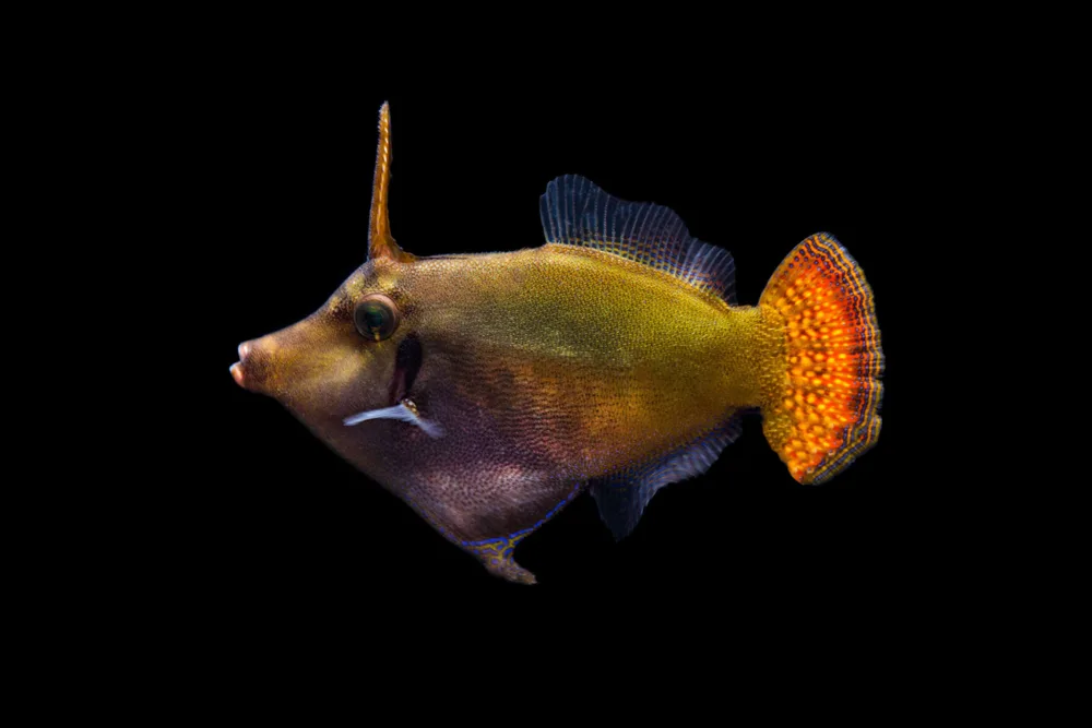 Redtail Filefish jpg