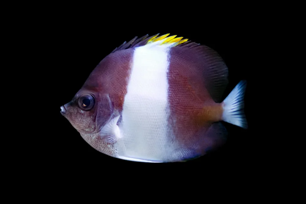 Zoster Butterflyfish