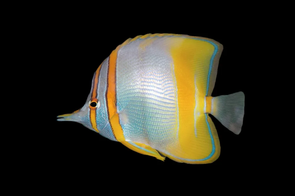 Marginal Butterflyfish