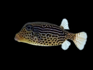 Scribbled Boxfish